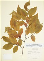 藏品(維州鵝耳櫪)的圖片